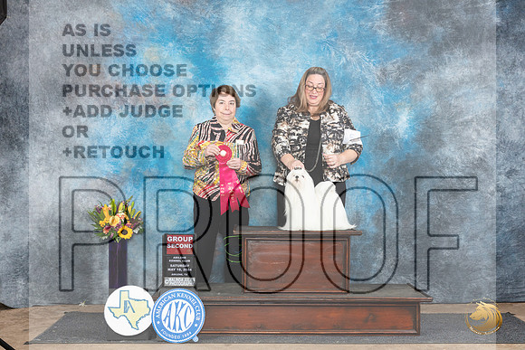 Maltese #5 Sat G2 Judge Sandra Walker__JP_9975_Abilene_2024_HR3