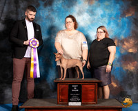 American Hairless Terrier #177 Sat S1 BIS Judge Kevin Izard Carroll