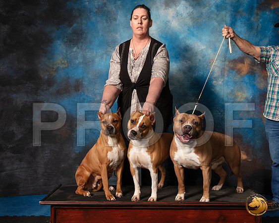 American Pit Bull Terrier #271 Sat__SR_1731_UKCAddison2020-HR3