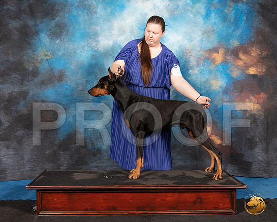 Doberman Pinscher #100 Sat 3__SR_1727_UKCAddison2020-HR3