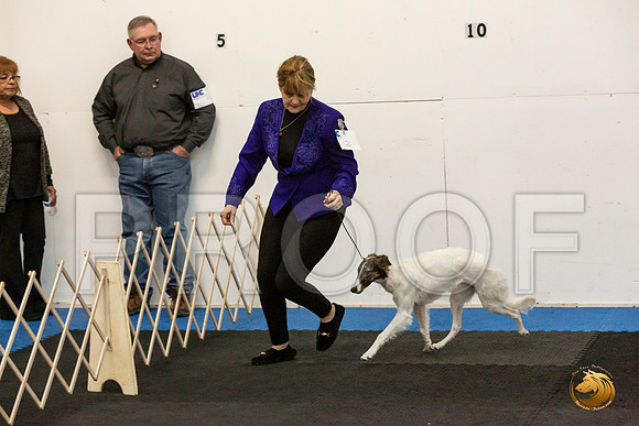 Silken Windhound Sat_JJL_6117_UKCAddison2020-HR3