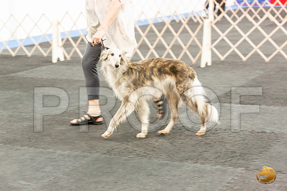 Silken Windhound Sat_JJL_6170_UKCAddison2020-HR3