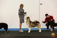Alaskan Malamute Sat S2 BIS
