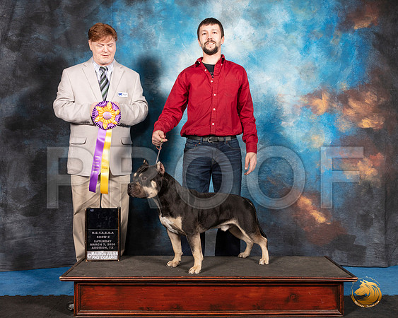 American Bully #258 Sat S2 RBIS Judge Ronny Junkins__SR_1796_UKCAddison2020-HR3