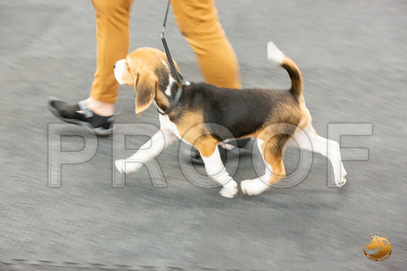 Beagle Sat Wolf_JJL_6457_UKCAddison2020-HR3