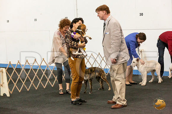 Beagle Sat Wolf_JJL_6484_UKCAddison2020-HR3