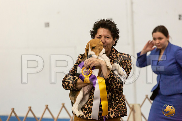 Beagle Sat Wolf_JJL_6489_UKCAddison2020-HR3
