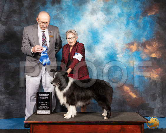 Border Collie #164 Sat S2 G1 Judge Alan Krenek__SR_1792_UKCAddison2020-HR3