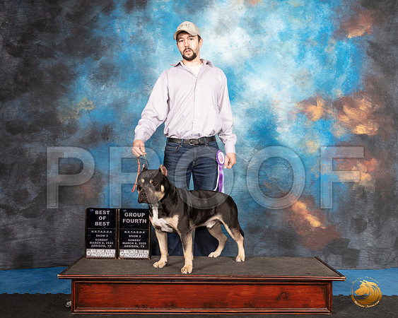 American Bully #258 Sun BOB G4__SR_1923_UKCAddison2020-HR3