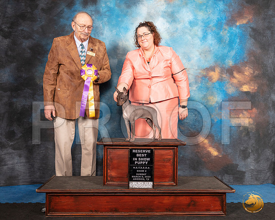 American Hairless Terrier #? Sun RBISP Judge Alan Krenek__SR_1929_UKCAddison2020-HR3
