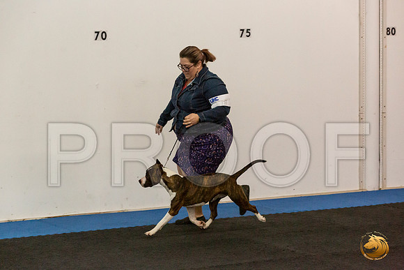 American Pit Bull Terrier Sun Ring_JJL_6669_UKCAddison2020-HR3