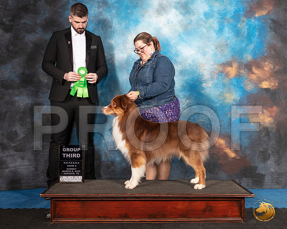 Australian Shepherd #246 Sun G3 Judge Kevin Izard Carroll__SR_1908_UKCAddison2020-HR3