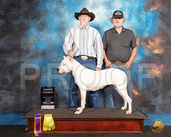 Dogo #280 Sun G4__SR_1846_UKCAddison2020-HR3