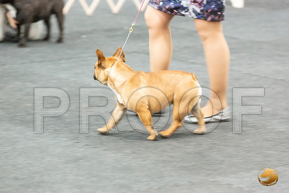 French Bulldog Ring Sun_JJL_6656_UKCAddison2020-HR3