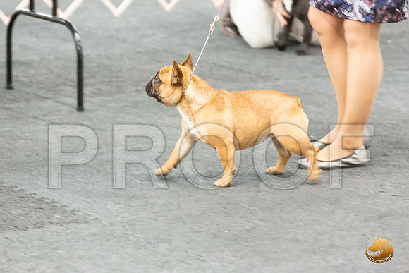 French Bulldog Ring Sun_JJL_6658_UKCAddison2020-HR3