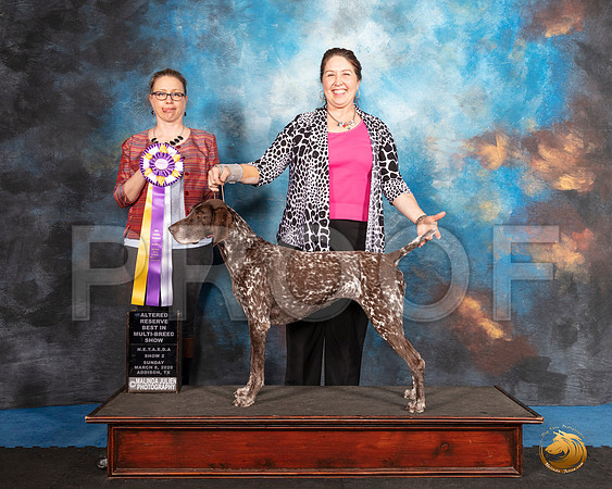 German Shorthaired Pointer #? ABIS Judge Ronny Junkins__SR_1915_UKCAddison2020-HR3
