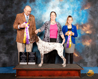 German Shorthaired Pointer #103 Sun RBISV Judge Alan Krenek