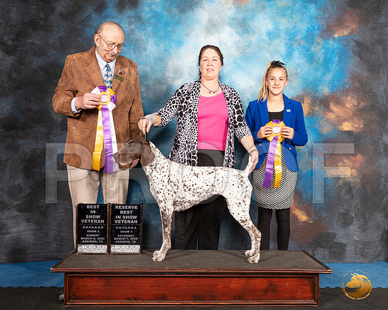 German Shorthaired Pointer #103 Sun RBISV Judge Alan Krenek__SR_1931_UKCAddison2020-HR3