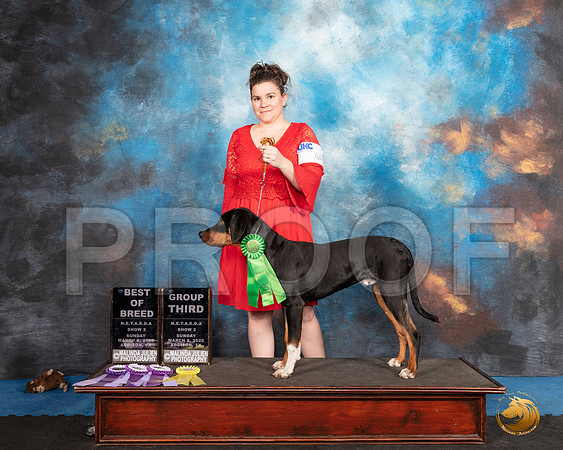 Louisiana Catahoula Leopard Dog #165 Sun BOB G4__SR_1895_UKCAddison2020-HR3