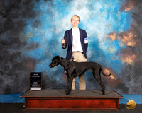 Louisiana Catalhoula Leopard Dog #168 Sun