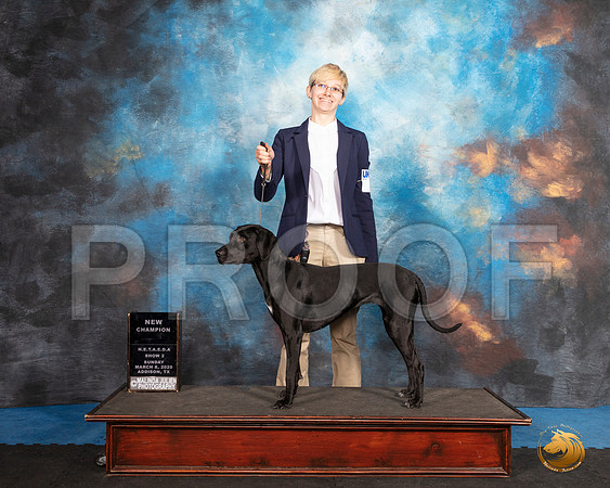 Louisiana Catalhoula Leopard Dog #168 Sun__SR_1875_UKCAddison2020-HR3