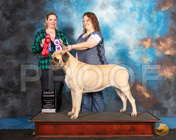 Mastiff #227 Sun G2__SR_1818_UKCAddison2020-HR3