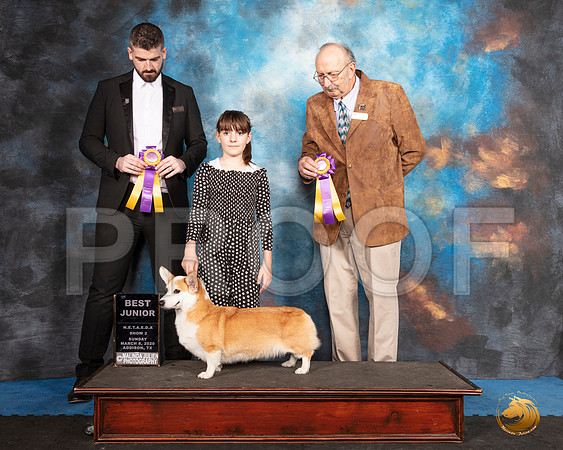 Pembroke Welsh Corgi #102 Sun BJr Judge Alan Krenek__SR_1943_UKCAddison2020-HR3