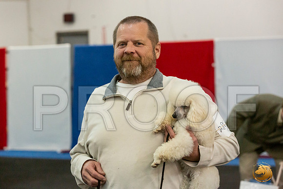 Poodle Mike_JJL_6652_UKCAddison2020-HR3