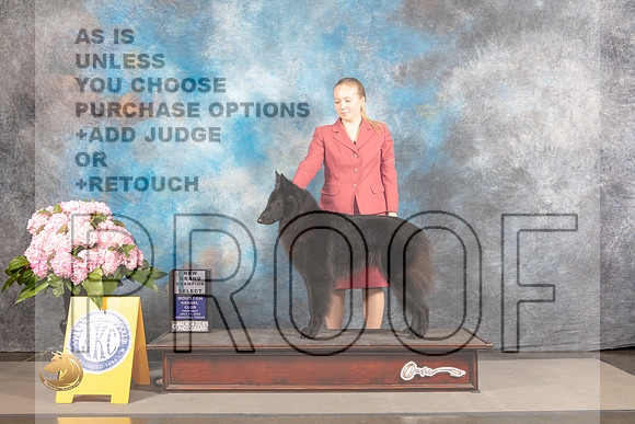 Belgian Sheepdog #22 THUR SB NGCH Judge John Wade_MJ_4127_Houston_2022_HR3