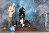 Miniature American Shepherd #9 Fri BOB Judge Jon Cole