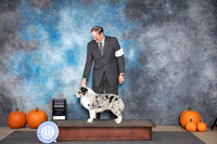 Miniature American Shepherd #5 Sat G4 Judge Ray Filburn