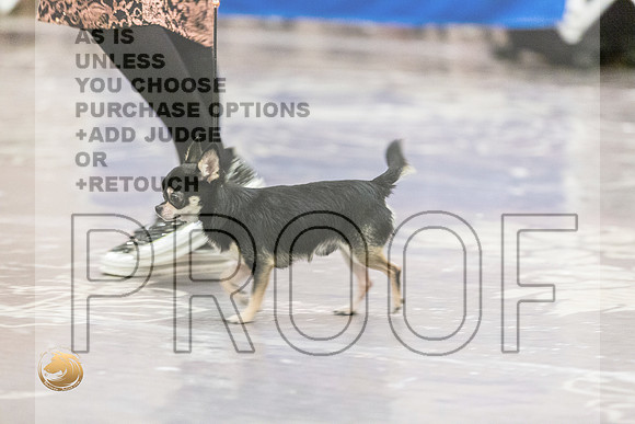 Chihuahua Smooth Coat #7 Fri2JJL_4059_HstnTOY_2022_HR3
