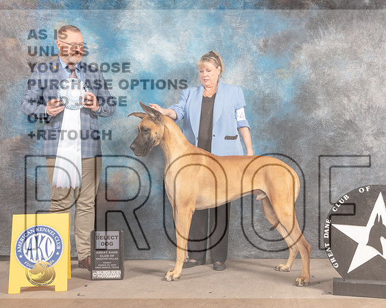Great Dane #37 Fri SD Judge Jason Hoke-MMJ_6988-FW2022-HR3