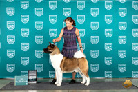 Akita #1035 Thur T10 3 judges