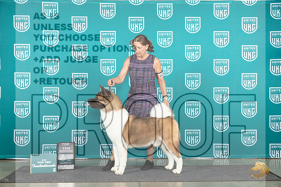 Akita #1035 Thur T10 3 judges__JP_1553_Premier_2024_HR3