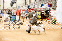 English Setter Sun Ring