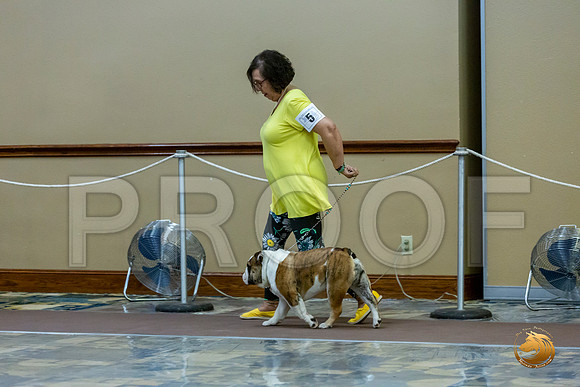 6 to 9 Dogs Fri_JJL_7015_BulldogFW2020-HR3