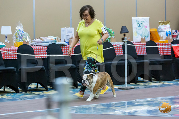 6 to 9 Dogs Fri_JJL_7021_BulldogFW2020-HR3