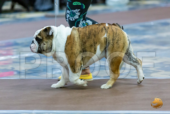 6 to 9 Dogs Fri_JJL_7024_BulldogFW2020-HR3