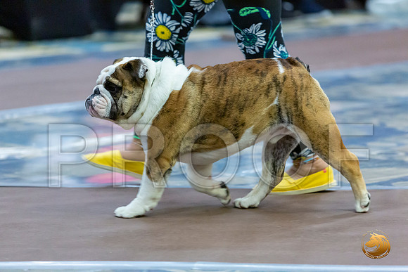 6 to 9 Dogs Fri_JJL_7025_BulldogFW2020-HR3