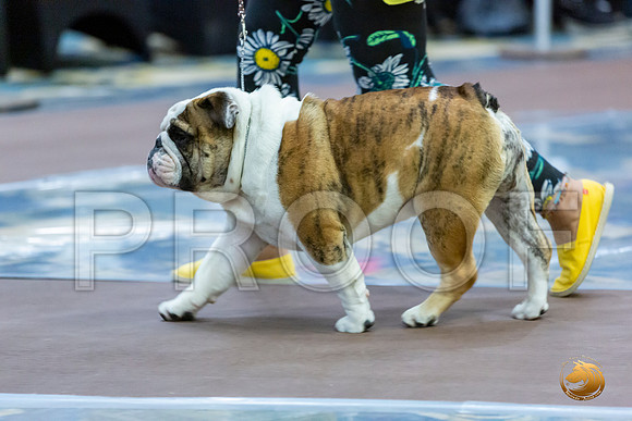 6 to 9 Dogs Fri_JJL_7026_BulldogFW2020-HR3