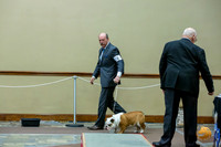 9 to 12 Dogs Fri
