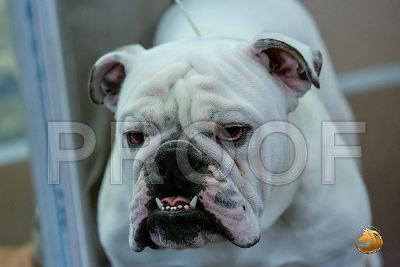 9 to 12 Dogs Fri_JJL_7047_BulldogFW2020-HR3