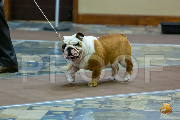 9 to 12 Dogs Fri_JJL_7048_BulldogFW2020-HR3