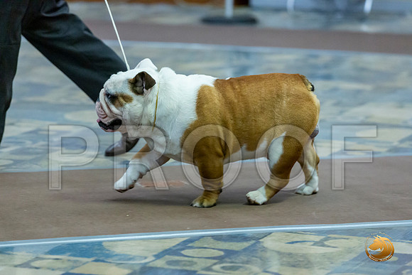 9 to 12 Dogs Fri_JJL_7054_BulldogFW2020-HR3