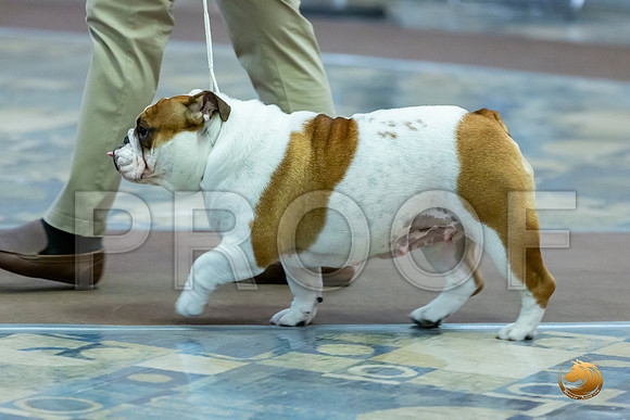 Am Bred Bitches Fri_JJL_7675_BulldogFW2020-HR3