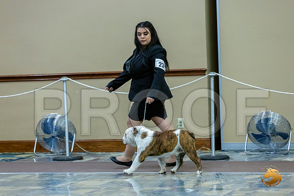 Am Bred Dog Fri_JJL_7179_BulldogFW2020-HR3