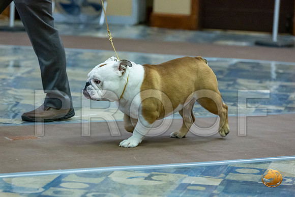BBX Dog Fri_JJL_7123_BulldogFW2020-HR3