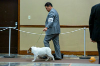 Best of Breed Fri