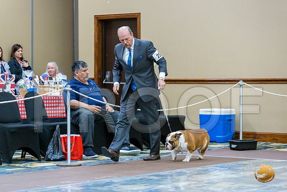 Open Dog Fri_JJL_7223_BulldogFW2020-HR3
